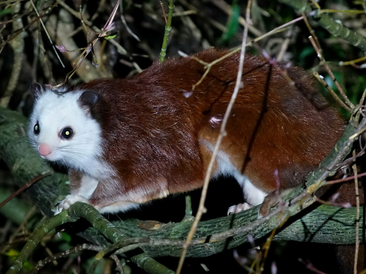 ▲白面鼯鼠是台灣特有亞種，有著白色的臉、圓圓的耳朵與肚子及蓬鬆可愛的毛茸尾巴，相當可愛。（圖／陳聖安攝、東勢林區管理處提供）
