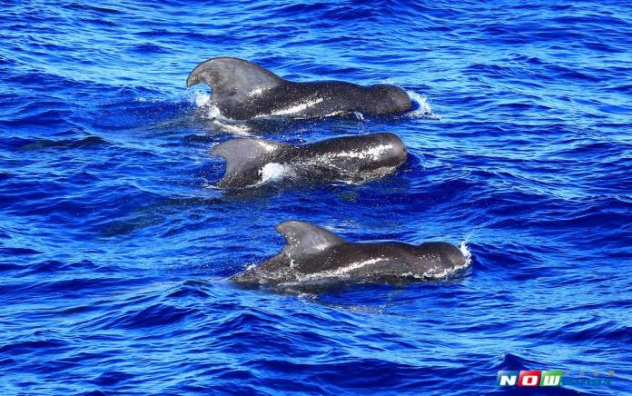 影／大「鯨」喜　罕見百隻短肢領航鯨現蹤
