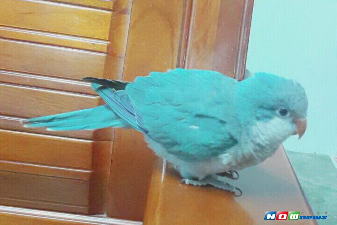 ▲大埤鄉李姓失主所飼養具鑑定身價的「藍和尚鸚鵡」，遭好友竊走後失而復得。（圖／記者簡勇鵬攝 , 2017.09.24）