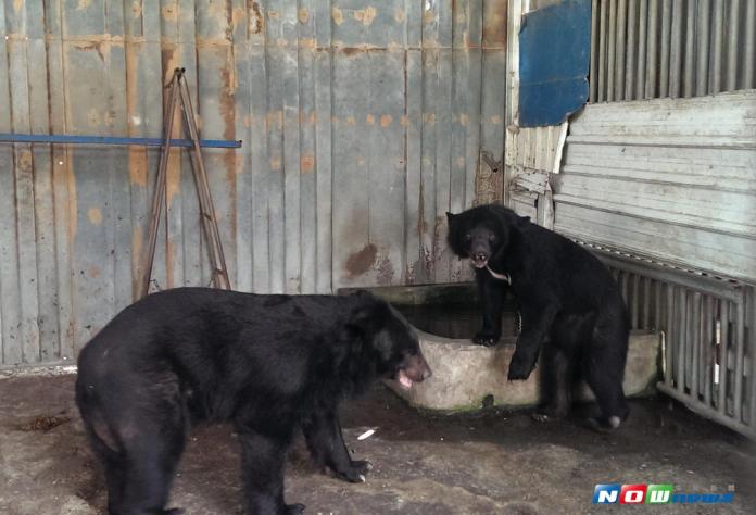 屏縣推動保育復育計畫　私人合法飼養臺灣黑熊北移
