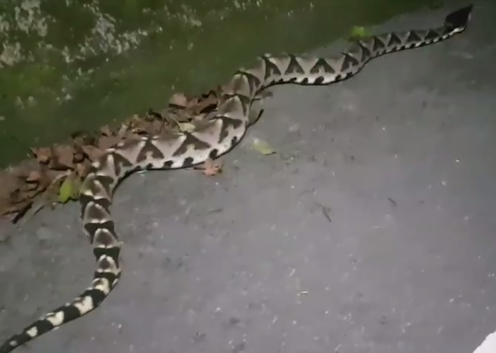 ▲外國網友在拉拉山拍到的「山神級」百步蛇。（圖／翻攝自臉書）