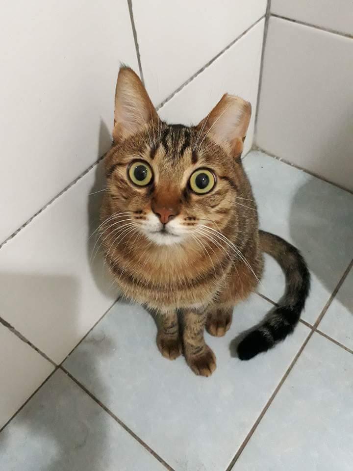 ▲送禮給飼主的喵星人露出無辜可愛的眼神。（圖／翻攝自爆廢公社）