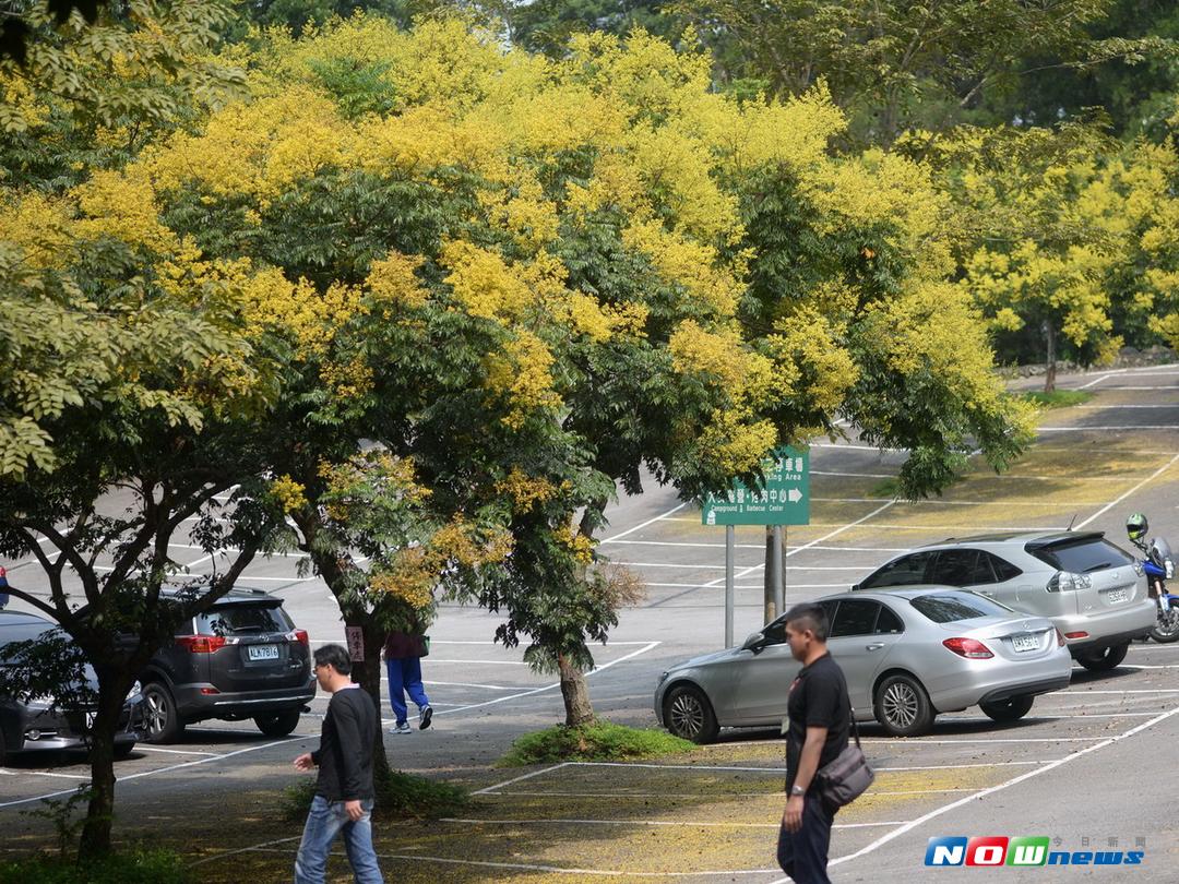 ▲東勢林場內的台灣欒樹正在綻放蒴果，開著柔黃色、褐色的圓錐蒴果，有如黃金雨灑落的美景。（圖／記者黃玿琮攝2017.9.15）