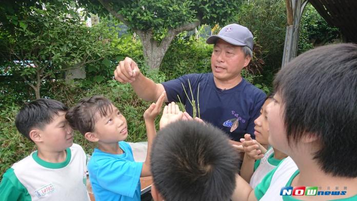 影／紫蝶棲地復育有成　群蝶守護文德國小
