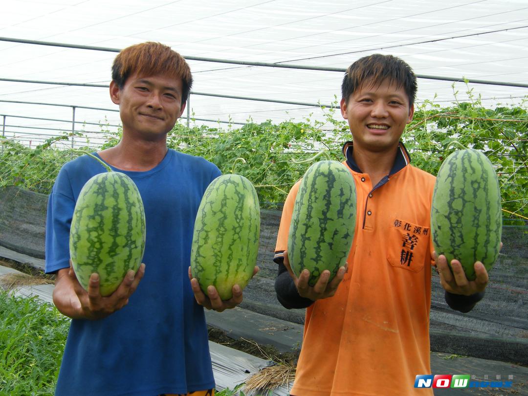 ▲溪州鄉青農鐘翊禹種植的「甜美人」小西瓜已經開始收成，怕颱風夾帶大雨造成農損，雇工忙著搶收。（圖／記者陳雅芳攝，2017.9.13）