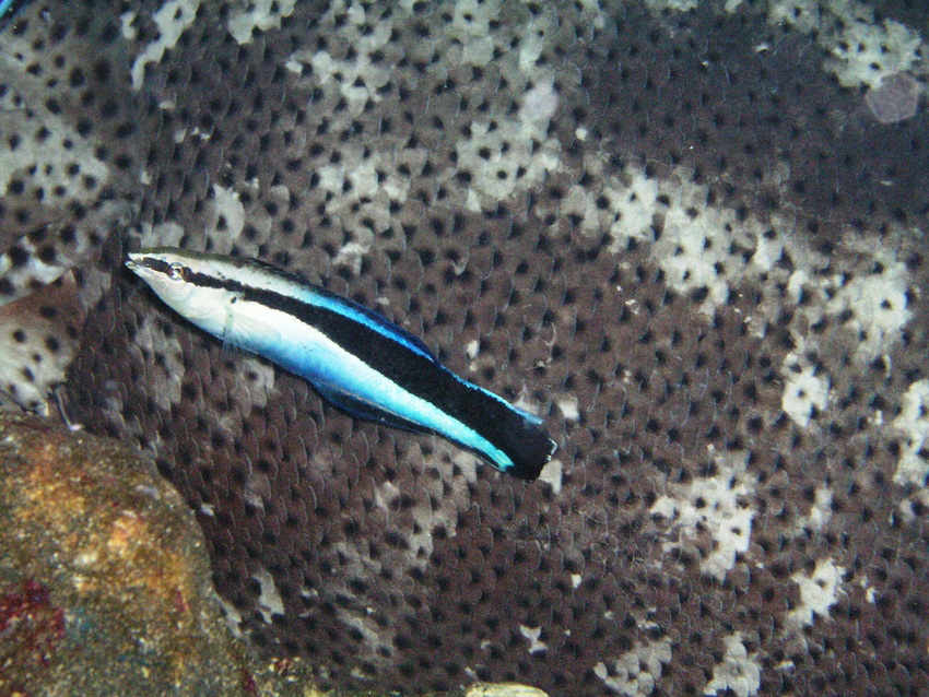▲霓虹刺鰭魚在大海中號稱「魚醫生」，專門負責照顧缸內的其他魚種的清潔工。（圖／記者郭孟聰翻攝,2017.09.13）
