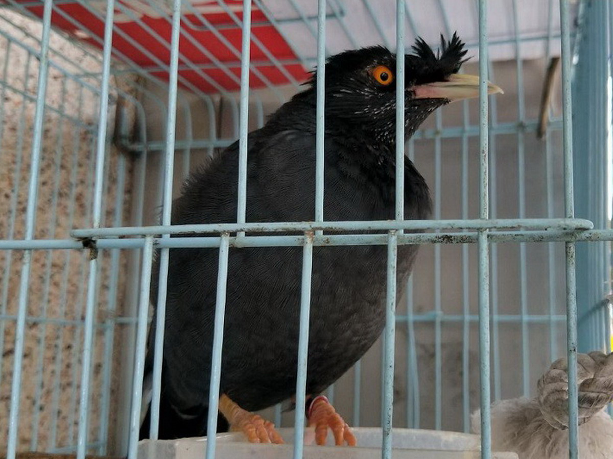 ▲查獲屬於第二級「珍貴稀有」的保育類「台灣八哥」，最明顯的特徵，就是嘴呈象牙白色，外來種八哥則為黃色。（圖／保七總隊第五大隊提供，2017.9.13）