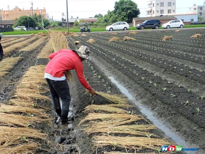 影／用心呵護高麗菜苗　青農防「熱衰竭」鋪稻草
