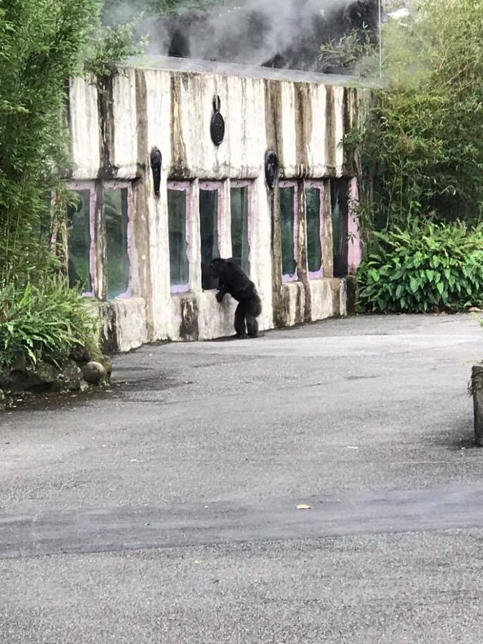 木柵動物園有隻黑猩猩「逃獄」，嚇破遊客的膽。（圖／翻攝自臉書）