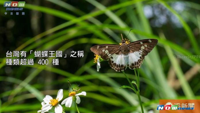 ▲台灣有「蝴蝶王國」之稱，種類超過400種。（圖／截自影片 , 2017.9.6）
