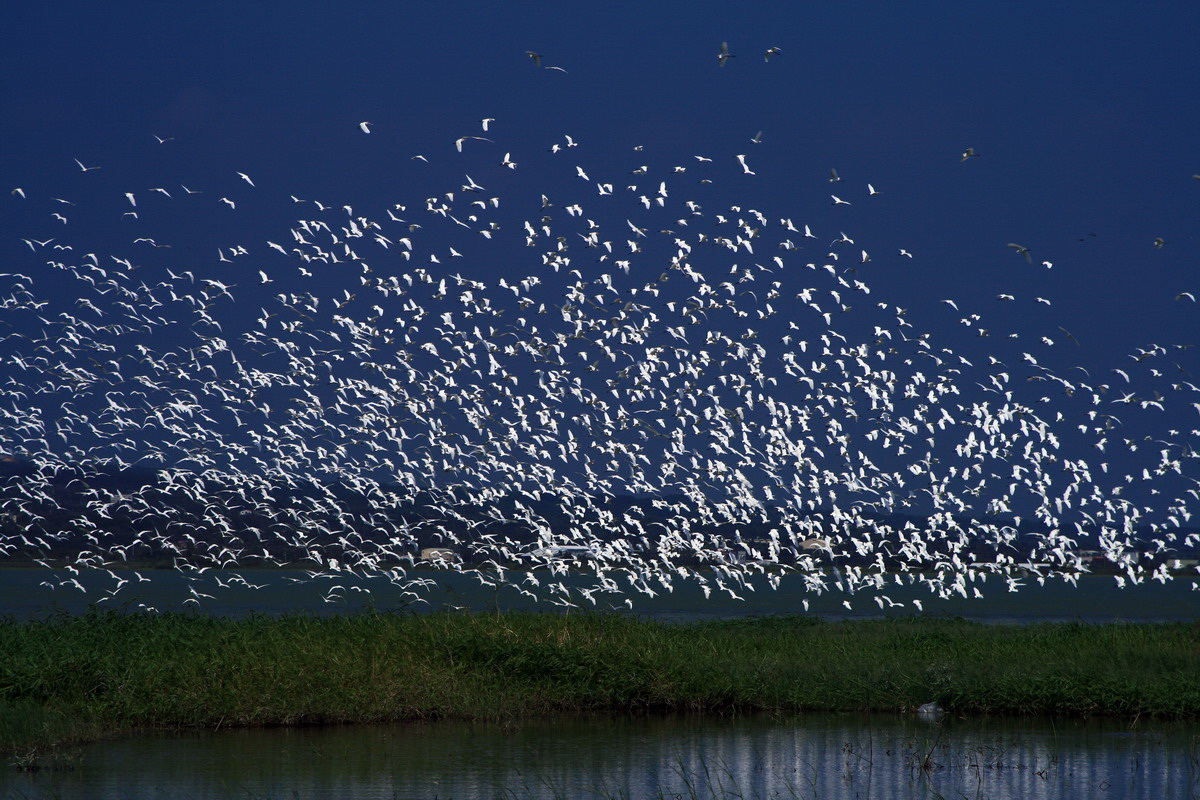 ▲墾丁龍鑾潭周邊傍晚時分，千萬隻鷺鷥羽色如雪群起飛翔，彷彿瀑布般氣勢磅礡，令人嘆為觀止。（圖／記者郭孟聰翻攝,2017.09.04）