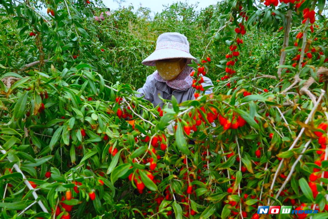 ▲青海省柴達木盆地中的諾木洪，盛產枸杞，吸引四川、湖南、貴州等地的工人到高原上協助採收。（圖／彭媁琳攝 , 2017.09.03）