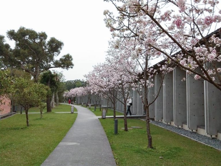 春天櫻花盛開時齋明寺美景。（圖／翻攝自法鼓山齋明寺粉專）