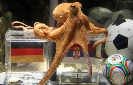 盤點歷屆世界盃「動物先知」！章魚哥保羅最傳奇　預測8場全猜中