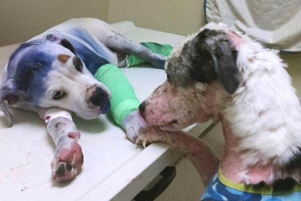二隻受虐小狗在醫院相遇　互相打氣成好朋友！