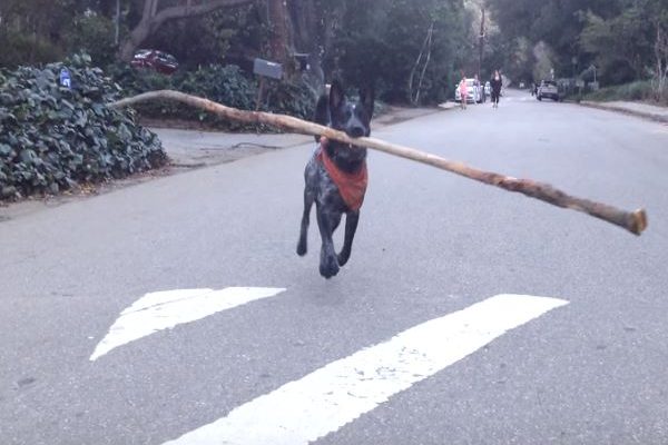 狗狗撿到超大樹枝　下一秒主人就GG了．．．
