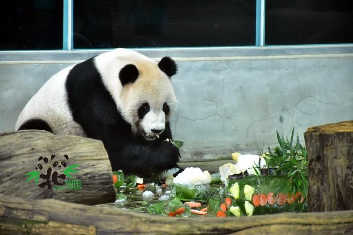 電網害貓熊觸電躲室內？木柵動物園澄清
