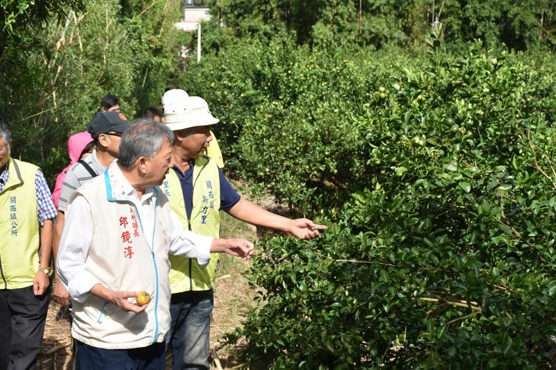 ▲新竹縣長邱鏡淳\\(左\\)勘查關西鎮茂谷柑落果災損，指示協助農民爭取補助。（圖／新竹縣政府提供 , 2017.10.20）