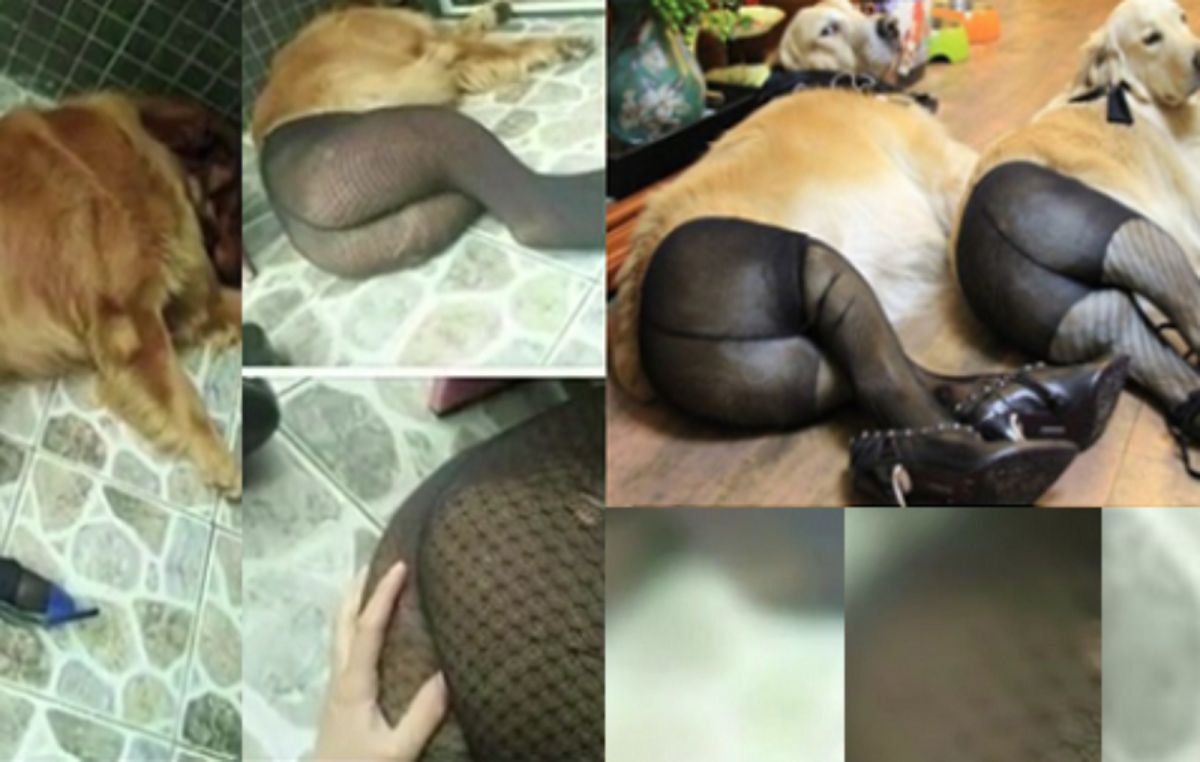 ▲近年來東歐某些國家傳出盛行一種「動物妓院」，在裡頭各種不同的動物會被穿上絲襪、高跟鞋，任由嫖客挑選並進行人獸交。（圖／翻攝自Ayola tv , 2017.10.19）