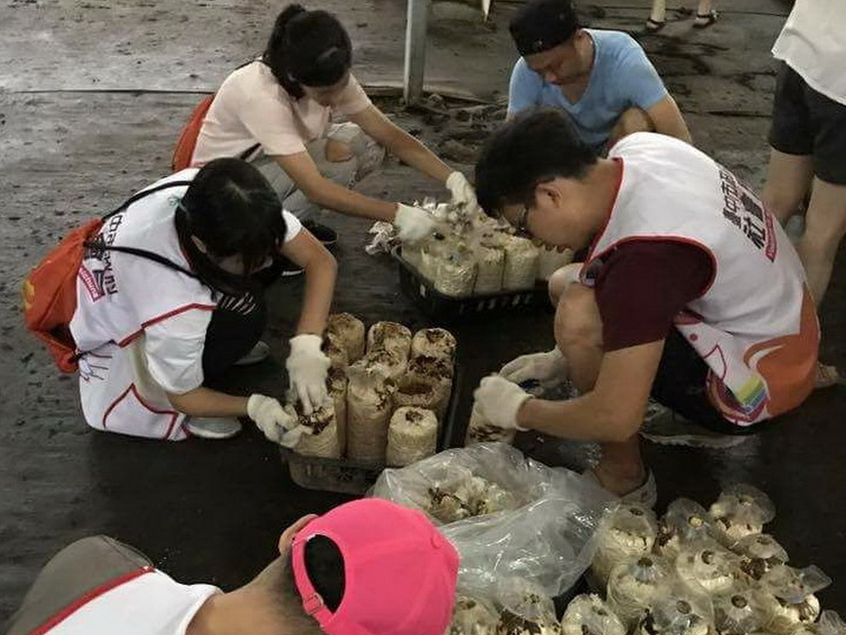 ▲國際志工們到新社區體驗在地菇農採菇等農事，並將薪資捐出，透過華山基金會購買便當贈送獨居老人。（圖／台中市政府文化局提供2017.10.17）