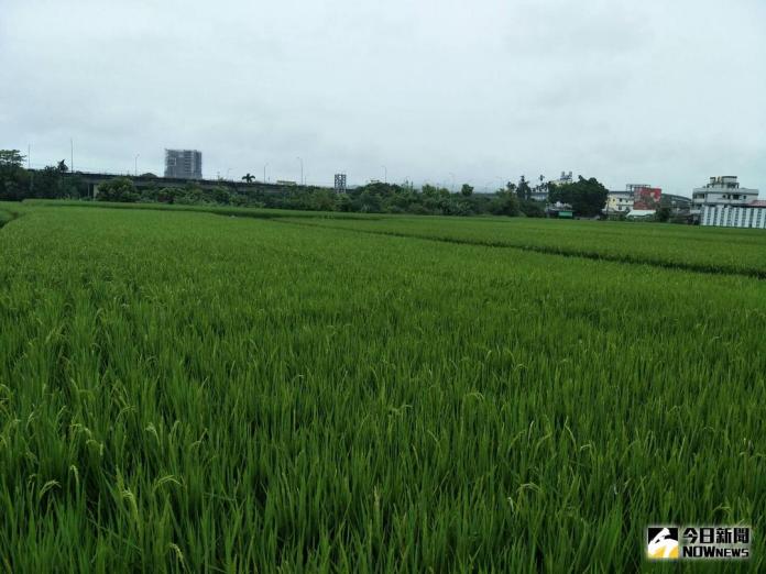 ▲南屯區中和里的水稻農地，遭受到重金屬汙染。（圖／柳榮俊攝 , 2017.10.15）