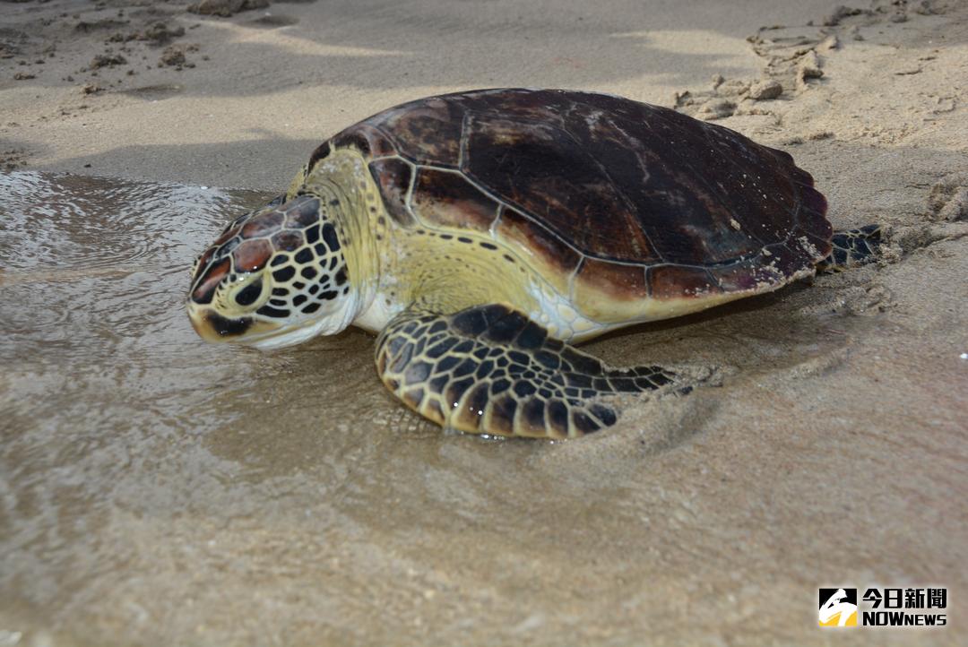▲大家看著9隻健康的海龜游向大海，都齊聲祝福海龜們一路順風。（圖／記者鄧至傑攝 , 2017.10 12）