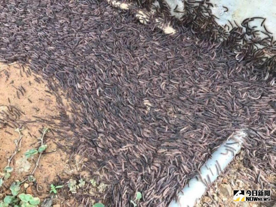 ▲路上還可見遭車輛輾壓的『血痕』，令人怵目驚心！（資料照／記者鄧至傑翻攝 , 2017.10 12）