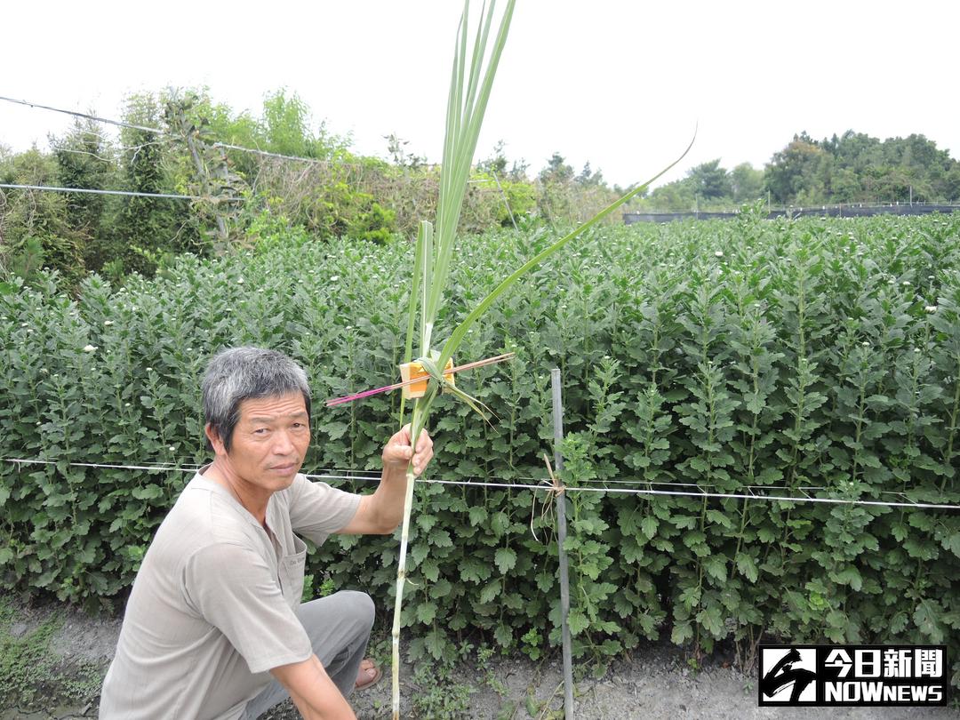 ▲中秋習俗，農民都會用一根芒草繫上土地公金，做成土地公杖，在田裡插著「土地公柺杖」，感謝土地公，也祈求明年會有更好的收成。（圖／記者陳雅芳攝，2017.10.4）