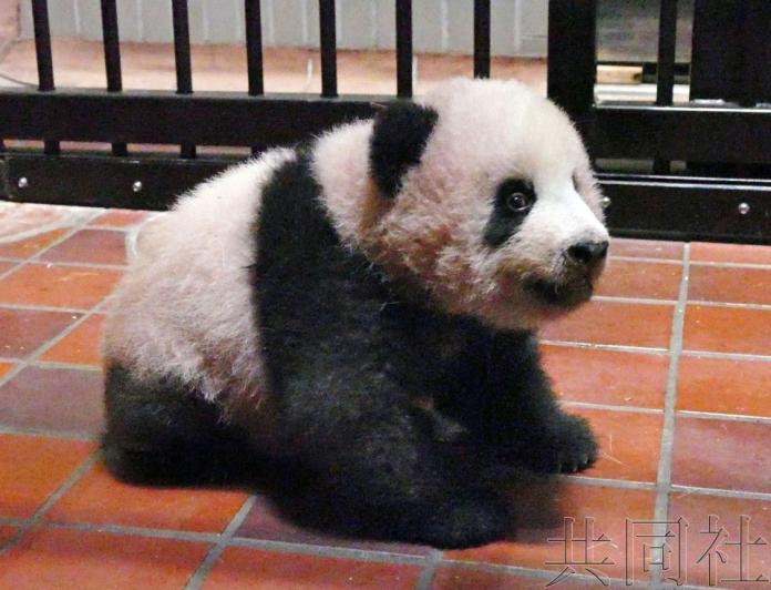 ▲日本東京上野動物園1日宣佈，大熊貓寶寶「香香」已能用四肢穩定支撐體重爬行。（圖／翻攝自共同網）