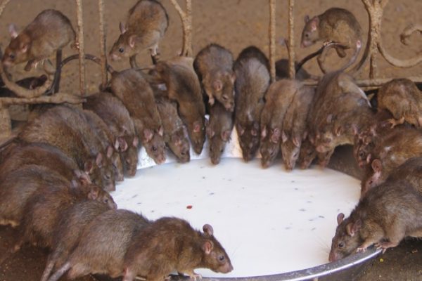 ***EXCLUSIVE***RAJASTHAN, INDIA – UNDATED: A group of rats seen drinking milk in the rat temple in Rajasthan, India.THEY say you are never more than six foot from a rat in London, but one temple in India is crawling with 20,000 of them. The Karni Mata Temple in Rajasthan, India, is known for its devotion to the furry animals. Rats scurry throughout the temple, where they are worshipped, fed and protected. The worshipers believe the rats are an incarnation of Goddess Karni Mata.PHOTOGRAPH BY Barcroft IndiaUK Office, London.T +44 845 370 2233W www.barcroftmedia.comUSA Office, New York City.T +1 212 796 2458W www.barcroftusa.comIndian Office, Delhi.T +91 11 4053 2429W www.barcroftindia.com