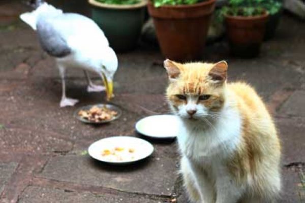 Billy the cat watches dispairingly as a seagull eats his food. See SWNS story SWGULL; A timid cat has been left feline a little peckish after having his food robbed daily – by a SEAGULL. The elderly moggie – named Billy – has to sit and watch as the large bird gulps down portions of his dinner. Owner Peter Turner, 62, says the food is targeted each day by the same bird, who swoops down for breakfast lunch and dinner. Peter, a retired advertising agent, puts out three daily feeds in the garden at their home in Torquay, Devon. But he said the 16-year-old ginger tom is too frail to fight off the gull and has to sit and watch as it devours each meal. Peter said: “The gull swoops down every time we put Billy’s plate out. Billy simply steps aside and allows the bird to eat every scrap.