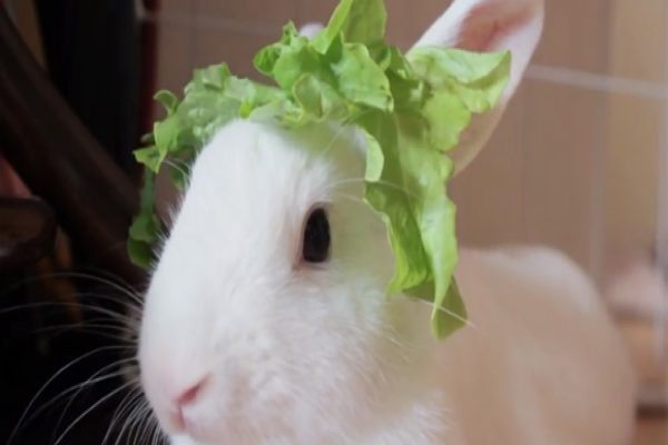 兔界最新流行菜葉裝飾　拍完照還能拿來吃！
