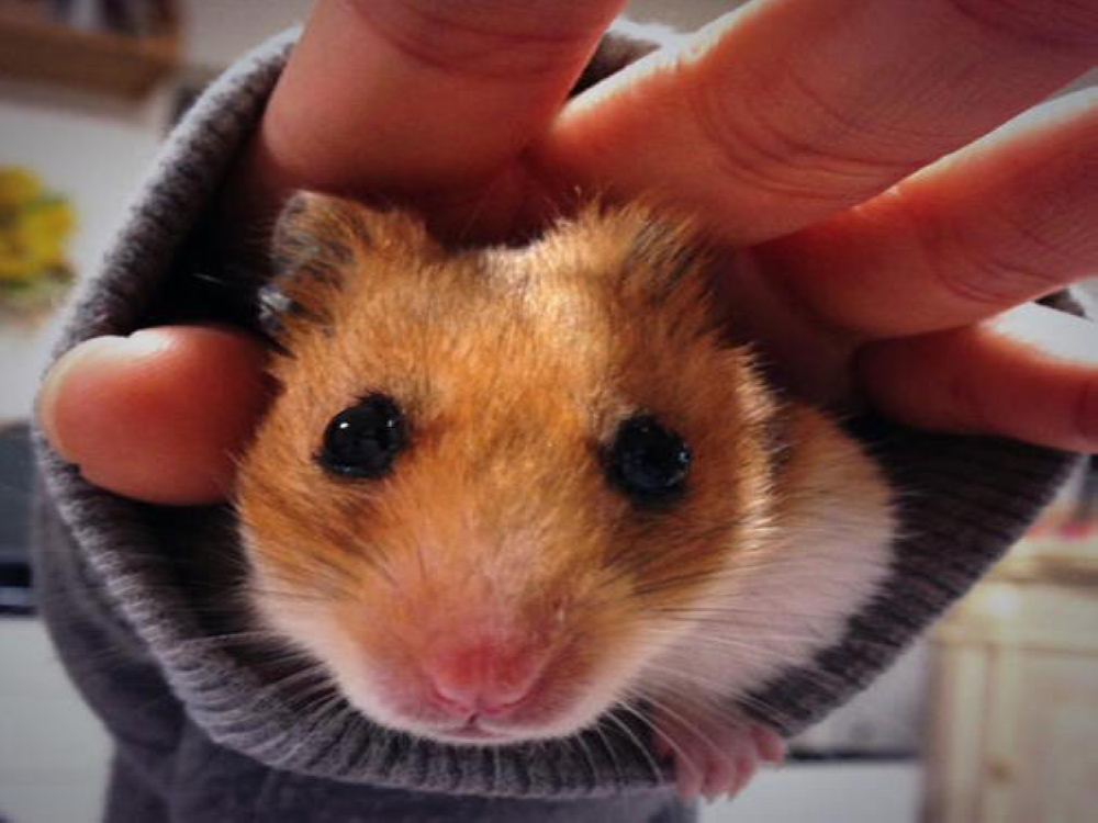 只有鼠鼠才能玩的萌萌袖　今天你想鑽哪件衣袖呢？