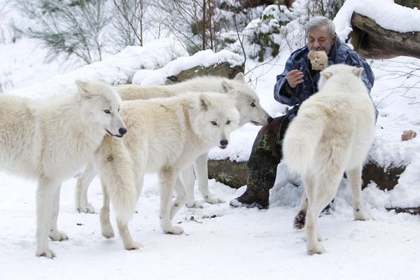 Wolf researcher Werner Freund feeds Arctic wolves with meat in an enclosure at Wolfspark Werner Freund, in Merzig in the German province of Saarland January 24, 2013. Freund, 79, a former German paratrooper, established the wolf sanctuary in 1972 and has raised more than 70 animals over the last 40 years. The wolves, acquired as cubs from zoos or animal parks, were mostly hand-reared. Spread over 25 acres, Wolfspark is currently home to 29 wolves forming six packs from European, Siberian, Canadian, Artic and Mongolian regions. Werner has to behave as the wolf alpha male of the pack to earn the other wolves respect and to be accepted.  Picture taken January 24, 2013.  REUTERS/Lisi Niesner  (GERMANY – Tags: ANIMALS SOCIETY)