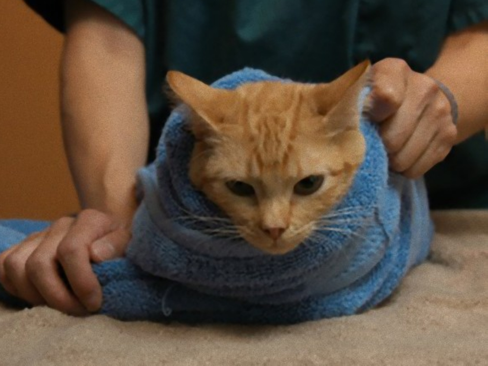 對付暴走貓咪的妙招 就是包毛巾！ 寵毛網 NOWnews今日新聞