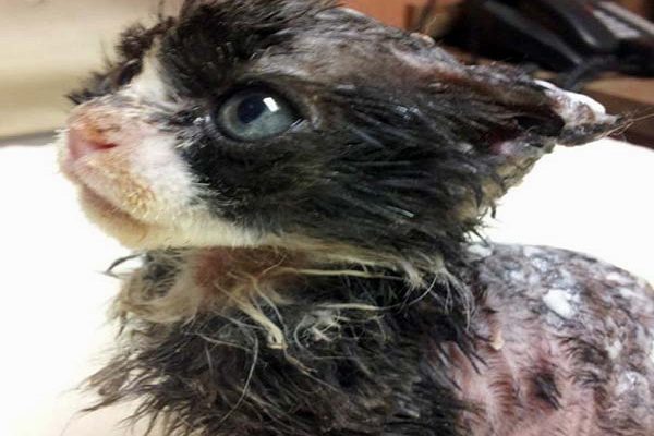 PIC FROM CATERS NEWS – (PICTURED: Justin the cat) – A horrifically burned kitten that was doused in petrol and set on fire has found a new loving family after making a miraculous recovery. The tiny cat, called Justin, was lucky to be alive after the cruel attack which left him without EARS when he was just five weeks old. Justin, who weighed just one pound, suffered second and third degree burns to his back and head and was brought to vets in New Jersey, USA, when a quick-thinking passer-by spotted the fireball. The black and white moggy was taken to the Animal Alliance charity where he was given round-the-clock care by specialists – and his story was shared by millions online. SEE CATERS COPY