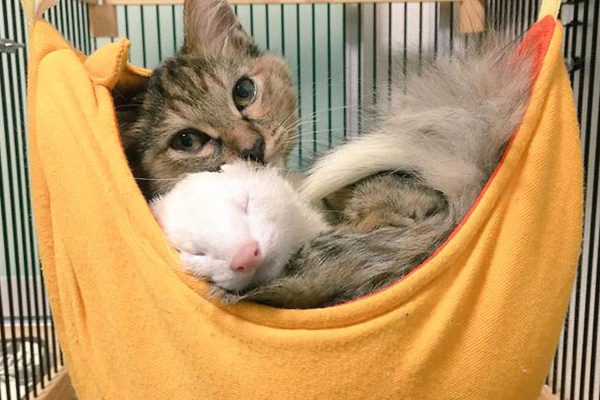 小貓 Komari 被小男生救援時才五個月大而已…