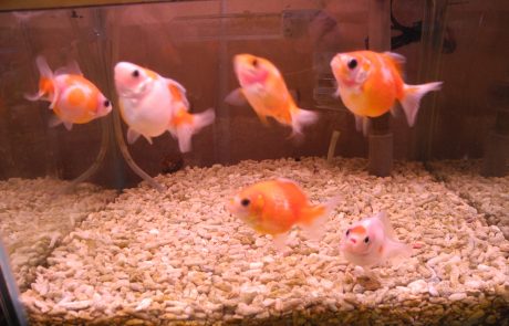 5家魚飼料業者同天通知漲價　公平會：聯合行為挨罰1200萬元
