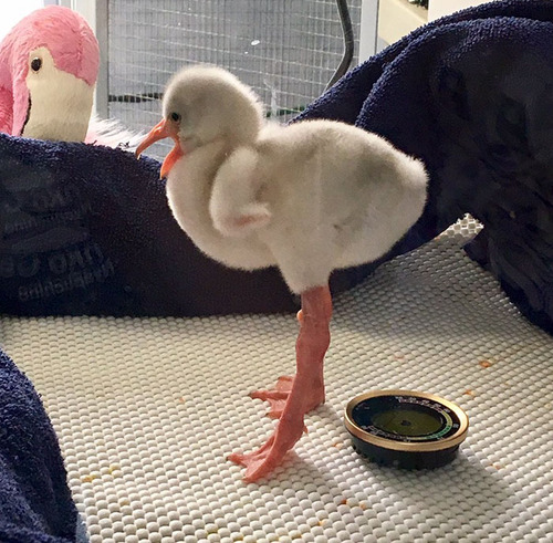 出生才四天的紅鶴寶寶，雖然還圓滾滾的，但那雙長腳已經站得很穩了！