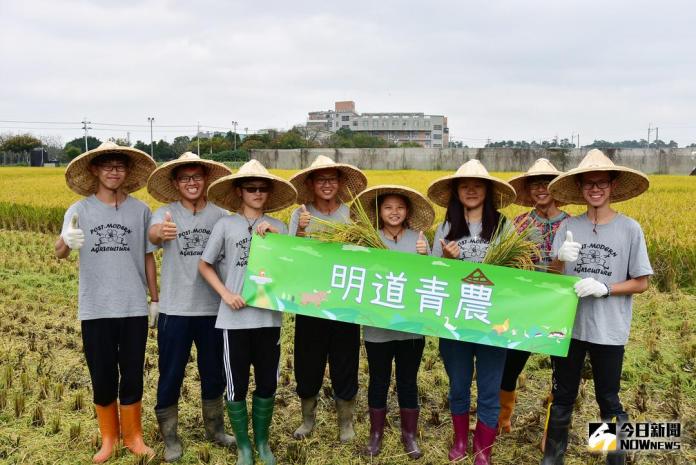 ▲明道大學有機農場引進聯合收割機進行二期稻作收割，第一屆農業公費專班學生參與稻田收割實務工作，西螺鎮農會進行新品種有機黑米的田間代驗。（圖／記者陳雅芳攝，2017.11.30）