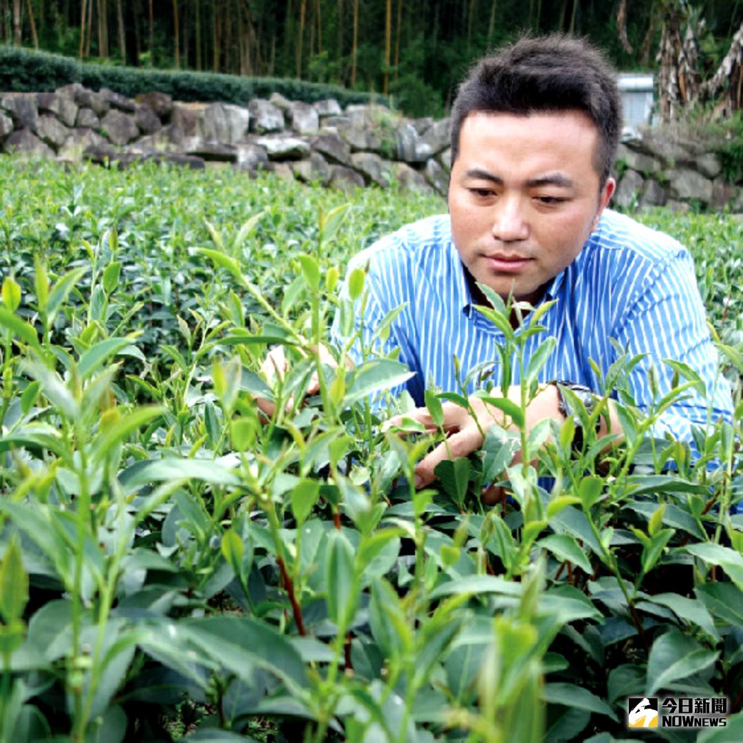 ▲望著位在阿里山達邦的茶園，茶農伍家田從來不曾如此失落；但他仍堅持使用友善農法，積極面對挑戰。（圖／記者林忠勳攝 , 2017.11.28）