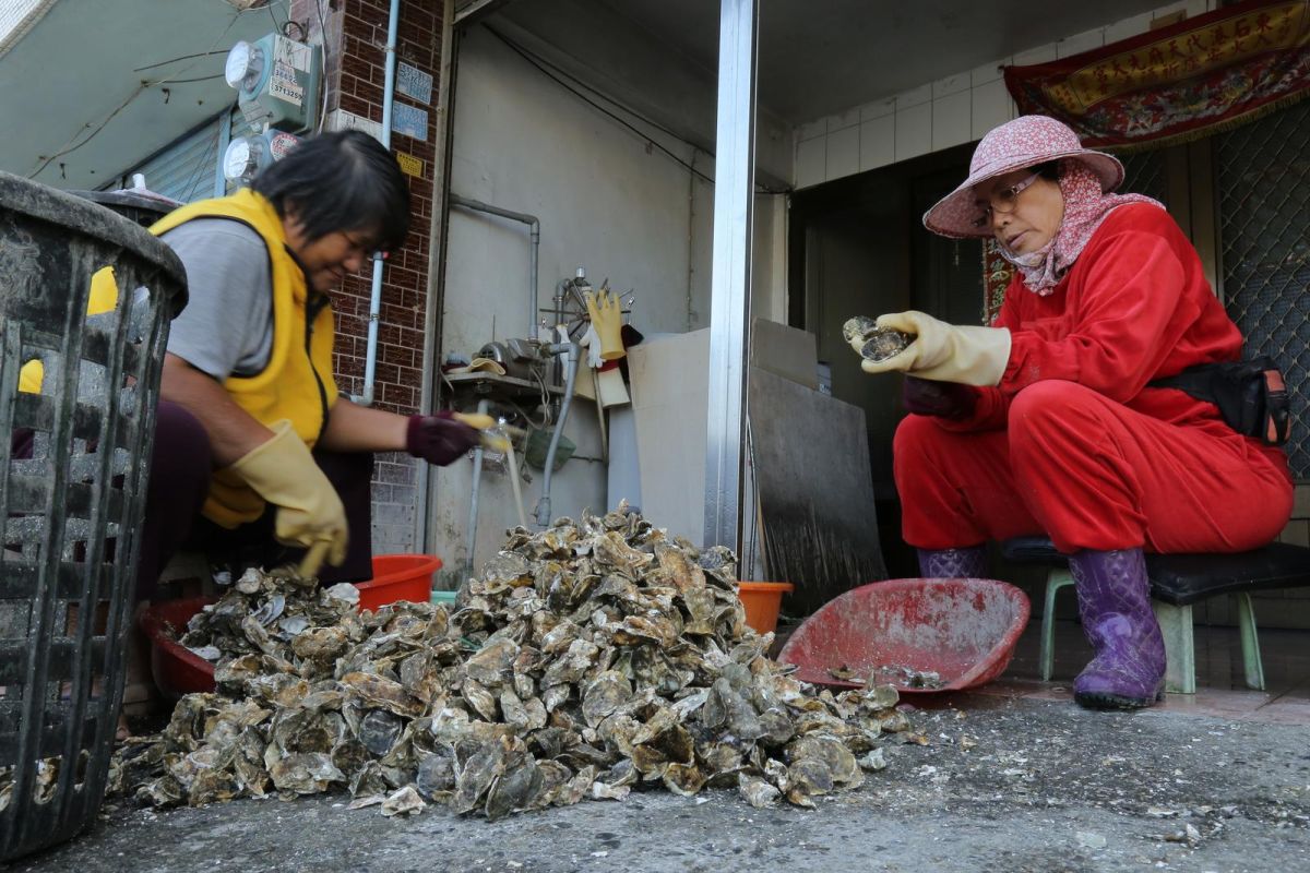 颱風太傷！中秋烤牡蠣貴一成 節前估「還有一波小漲幅」