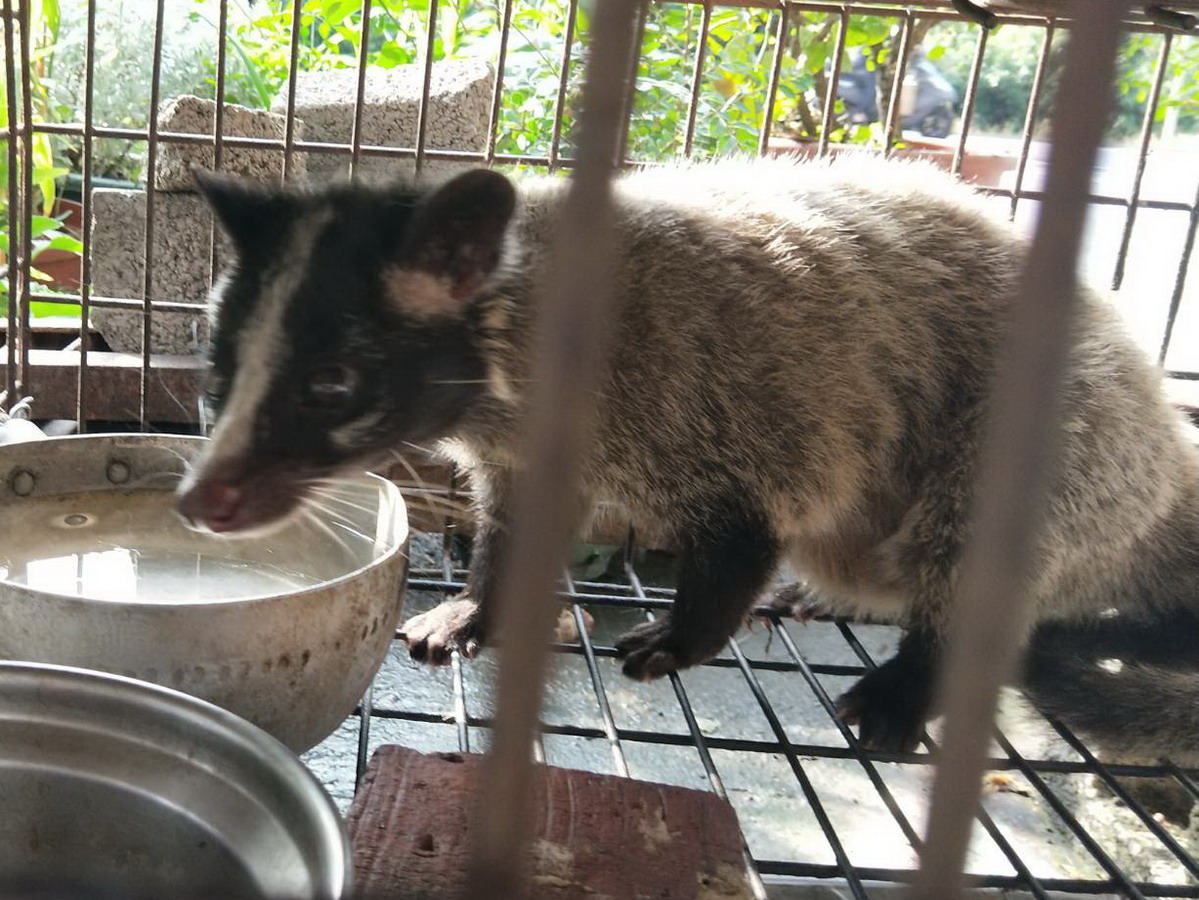 ▲保七總隊第五大隊東勢分隊查獲何姓男子，涉嫌飼養列為第三級保育類野生動物「白鼻心」。（圖／保七總隊第五大隊提供2017.11.16）