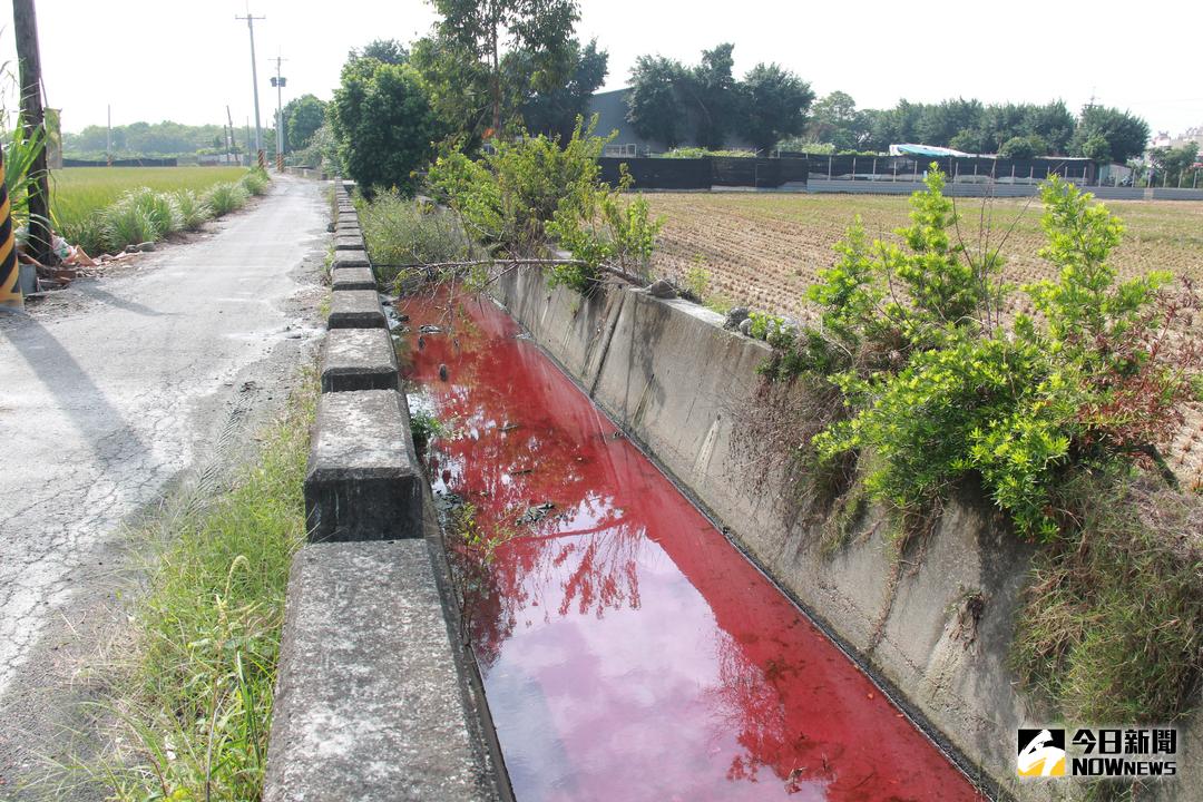 ▲埔心鄉羅厝天主教堂後方的竹子排水支流，出現「滿江紅」的畫面，當地居民擔心廢水有毒，對環境有害。（圖／記者陳雅芳攝，2017.11.15）