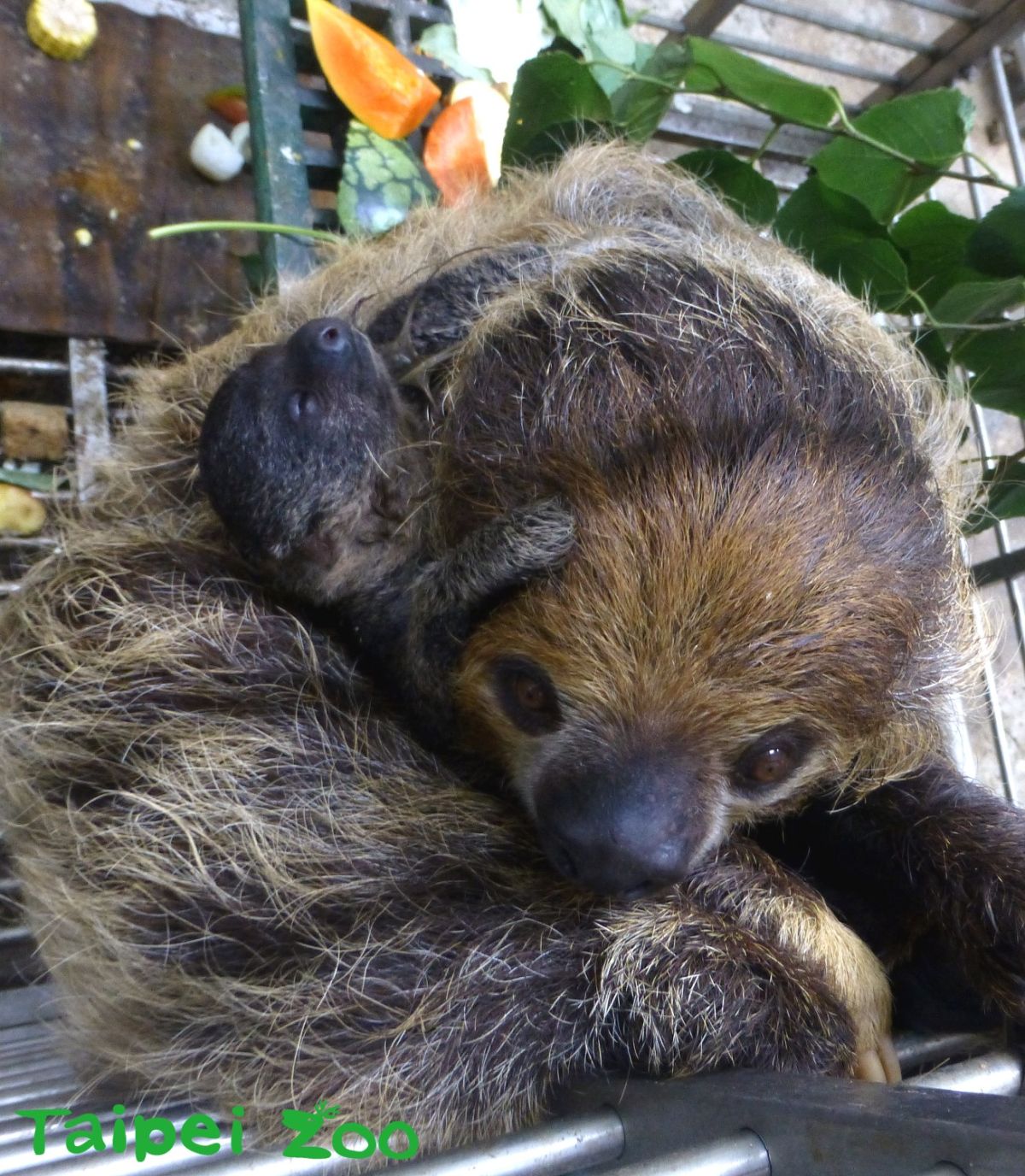 ▲樹懶寶寶再添一名，「葉靛」撒嬌的模樣十分可愛。（圖／台北市立動物園提供）