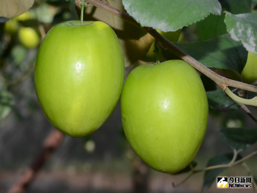 ▲棗子新品種水蜜棗。（圖／記者林重鎣攝 , 2017.11.7）