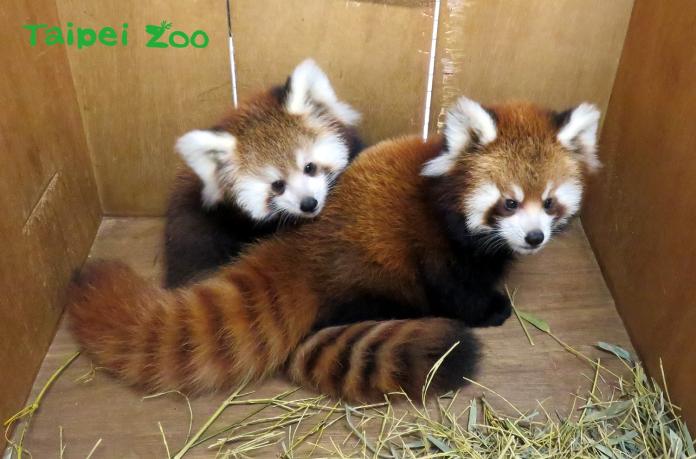 ▲臺北市立動物園小貓熊「美可」的雙胞胎寶寶們，即將與大家見面。（圖／台北市政府提供）