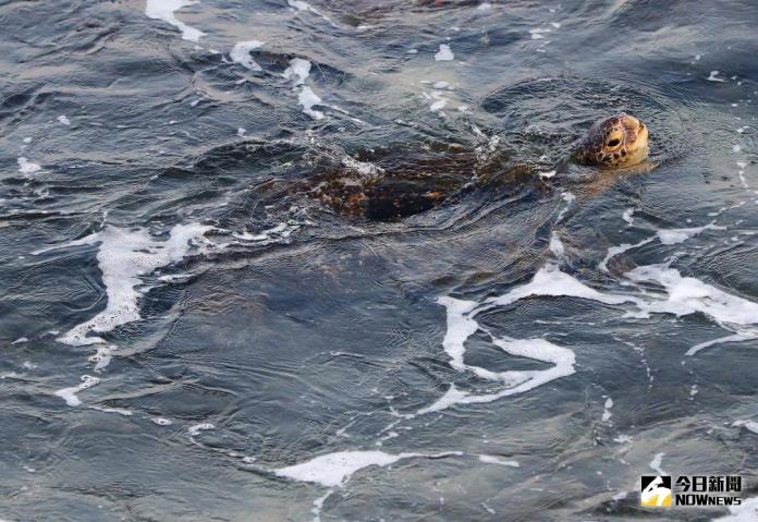 ▲海龜是用肺呼吸，需要不定時到海面上換氣。（圖／記者宋德威攝 , 2017.11.04）