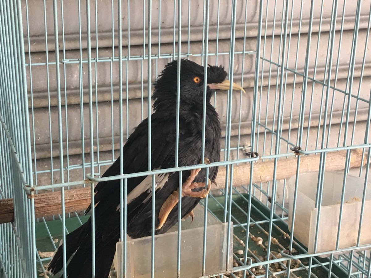 ▲保七總隊第五大隊在台中市大雅區民宅騎樓下，查獲屋主涉嫌非法飼養保育類的「台灣八哥」。(圖／保七總隊第五大隊提供2017.11.4)