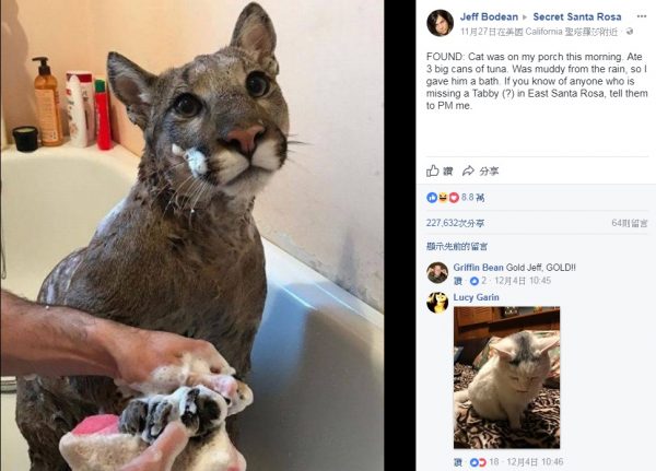 一名網友把梅西洗澡的照片配上搞笑文，讓牠一夜爆紅！ 「我在前廊撿到一隻貓，牠吃掉我三大罐鮪魚罐頭。因為身上很髒所以我幫牠洗了個澡。如果有人知道誰家的貓走丟的，請他與我聯絡。」